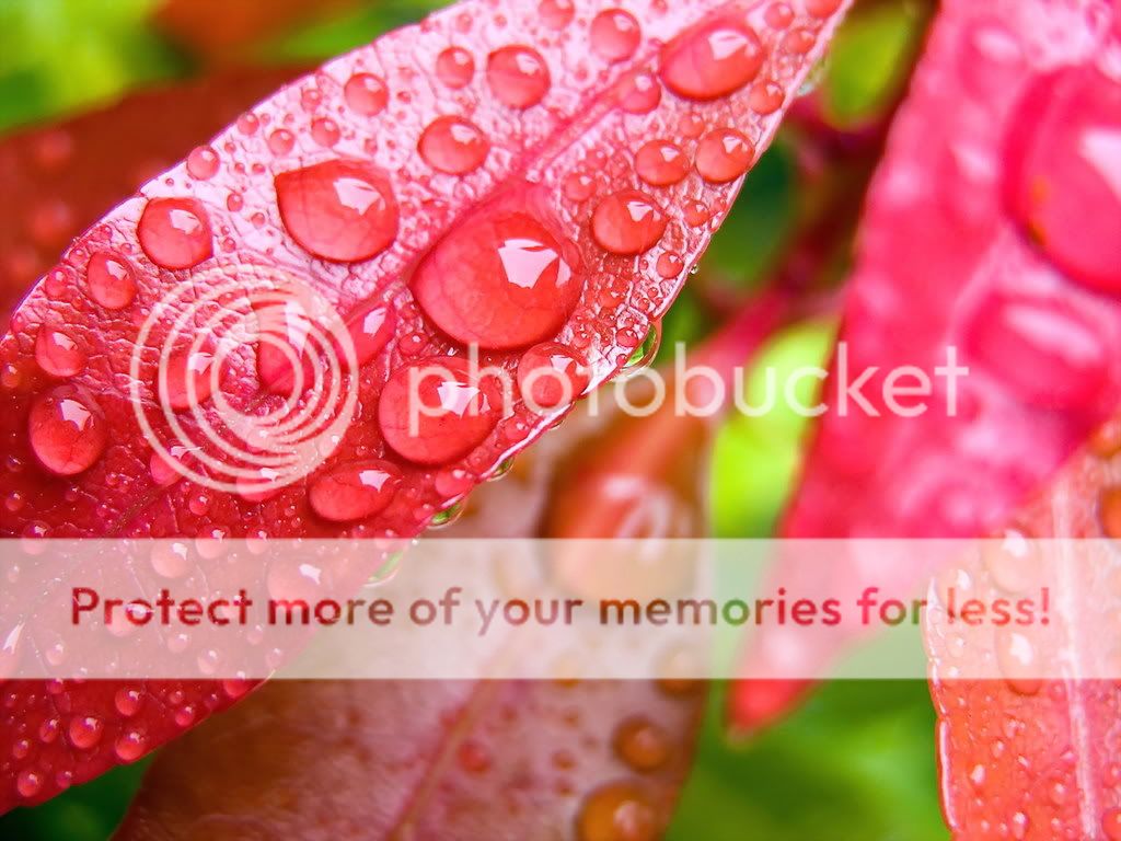 Damla ve Ya�mur Resimleri (2. Katalog)