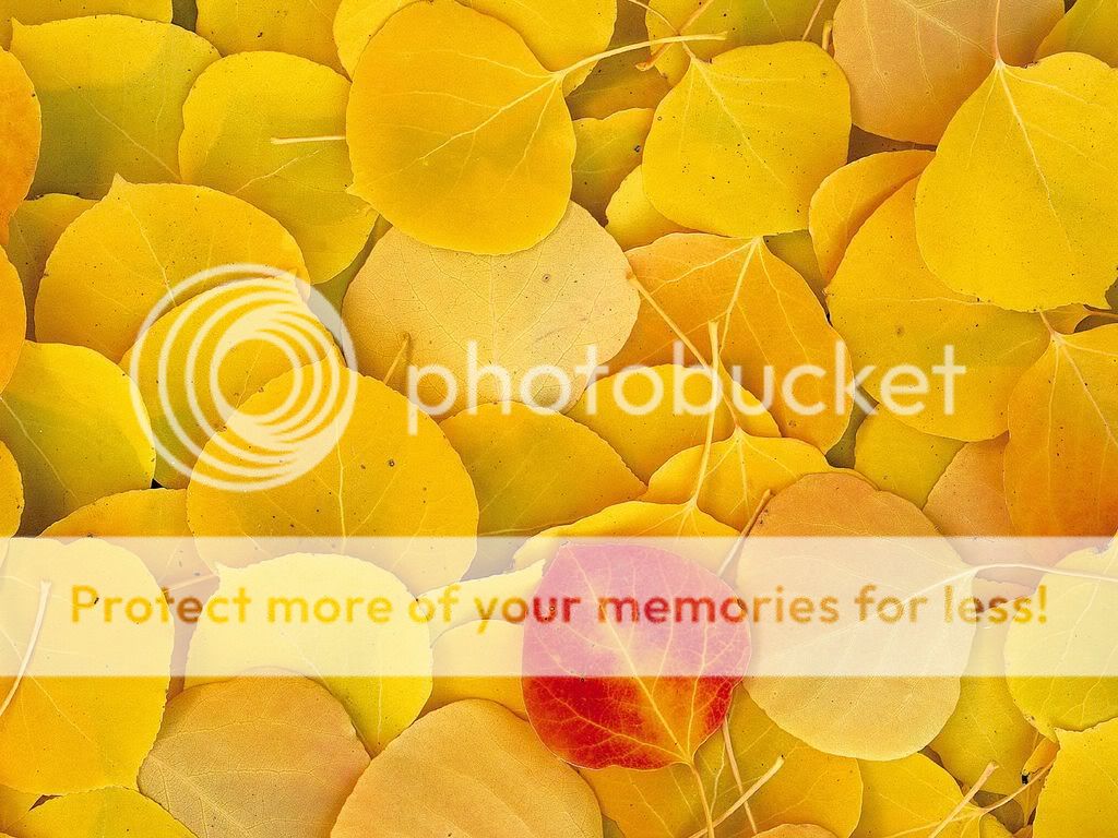 AspenLeavesEasternSierraCalifornia