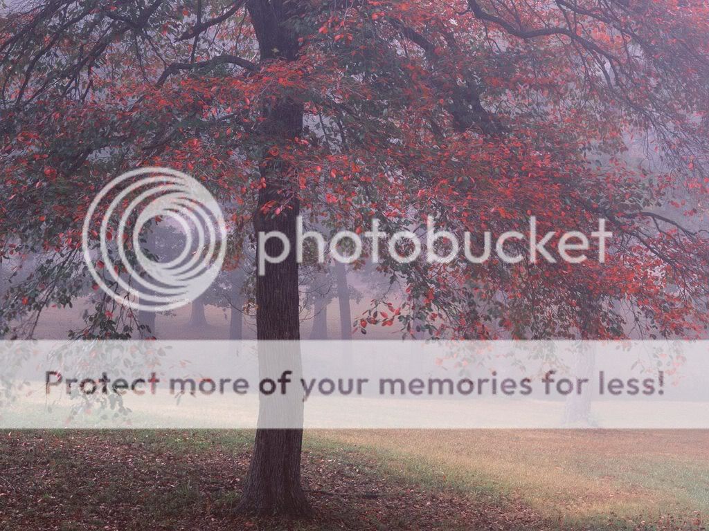 BlackGumTreeCrowleysRidgeArkansas