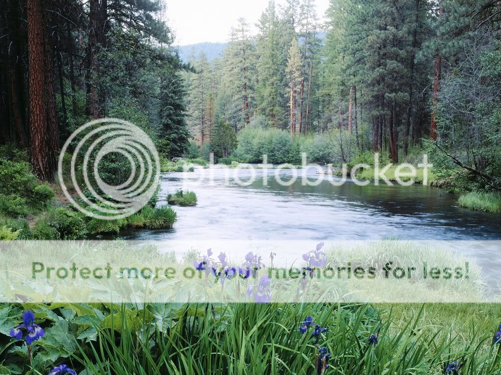 BloomingIrisesMetoliusRiverDeschute