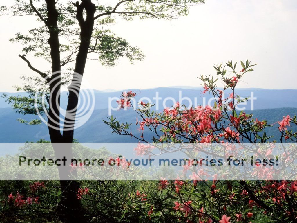 BlueRidgeMountainsNorthCarolina