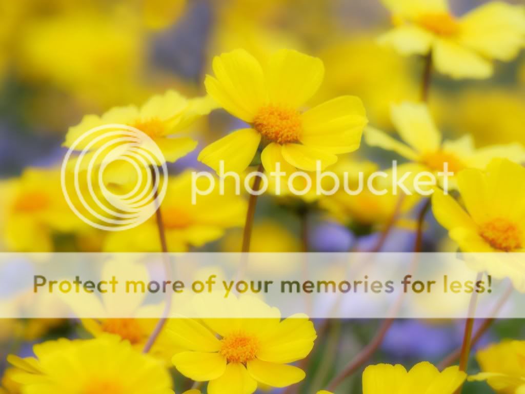 DesertFlowersCarrizoPlainNationalMo