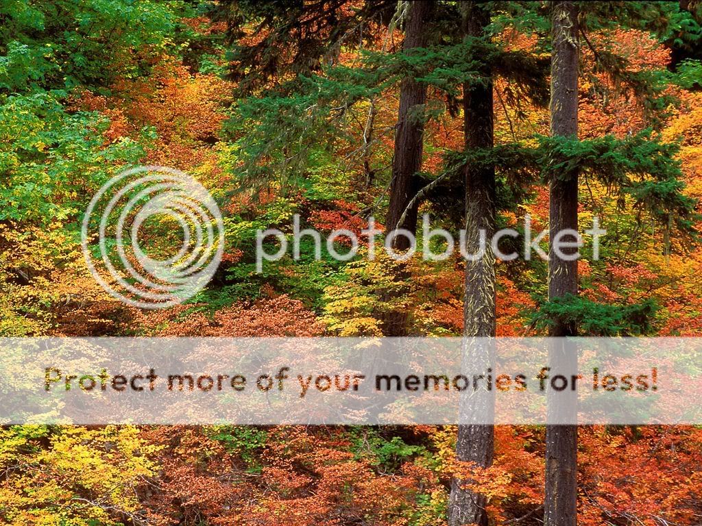 RussetedWoodlandCascadeMountainsWas