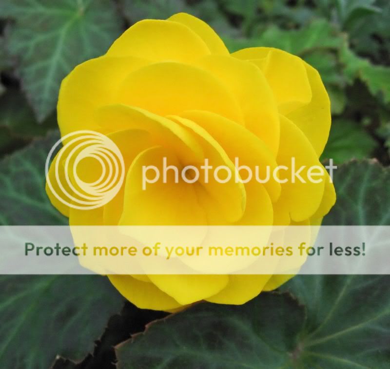 yumrulu sari begonya