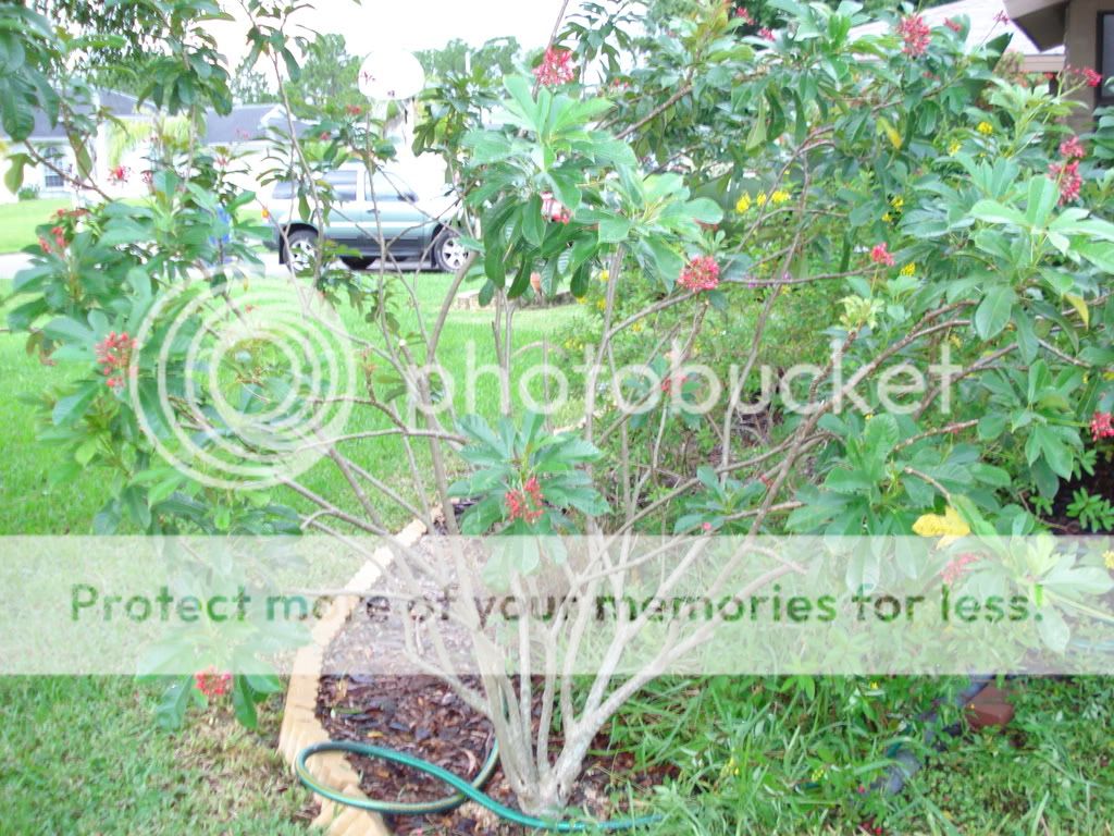 Pruning Jatropha integerrima
