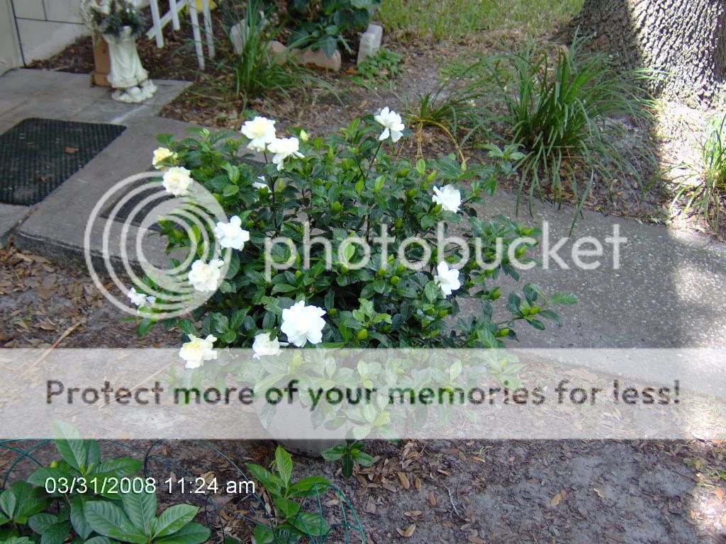 How do I get my gardenia to bloom....?