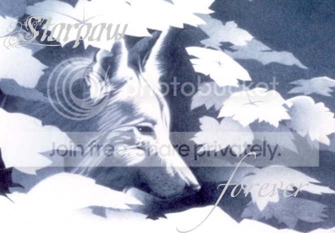 starpup-1.jpg picture by Wishstar557